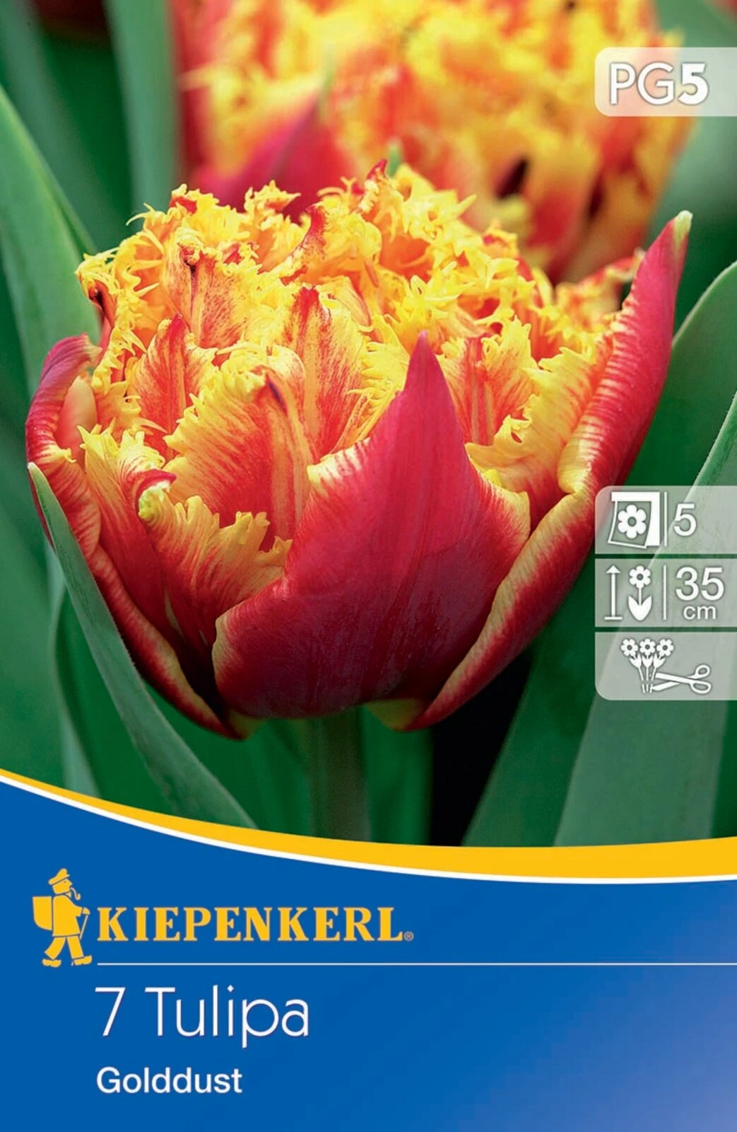 Gefranste Tulpe Golddust (7 Stück) | Tulpenzwiebeln Von Kiepenkerl 3 Gefranste Tulpe Golddust (7 Stück) | Tulpenzwiebeln Von Kiepenkerl