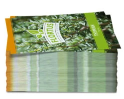 Thymian (100 Tütchen) | Thymiansamen Von FLORTUS -Compo Verkäufe 543961 Thymian 100 Tuetchen 1 1