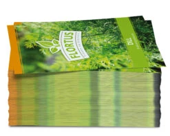 Dill (100 Tütchen) | Dillsamen Von FLORTUS -Compo Verkäufe 543965 Dill 100 Tuetchen 1 1