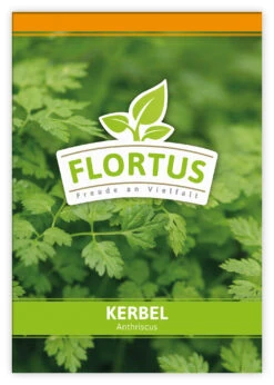 Kerbel (100 Tütchen) | Kerbelsamen Von FLORTUS