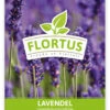 Lavendel (100 Tütchen) | Lavendelsamen Von FLORTUS 1 Lavendel (100 Tütchen) | Lavendelsamen Von FLORTUS -Compo Verkäufe 543970 Lavendel 100 Tuetchen 1