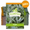 Salbei (100 Tütchen) | Salbeisamen Von FLORTUS 2 Salbei (100 Tütchen) | Salbeisamen Von FLORTUS -Compo Verkäufe 543971 Salbei 100 Tuetchen 3