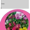 Schnittblumenmischung Für Werbezwecke (100 Tütchen) | Schnittblumensamen Von FLORTUS 2 Schnittblumenmischung Für Werbezwecke (100 Tütchen) | Schnittblumensamen Von FLORTUS -Compo Verkäufe 543991 Schnittblumenmischung fuer Werbezwecke 100 Tuetchen W5003 100x 4