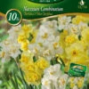 Combipack Narzissen Mix (5 Stück) | Narzissenzwiebeln Von Quedlinburger -Compo Verkäufe 546151 Combipack Narzissen Mix 309730 qb 0