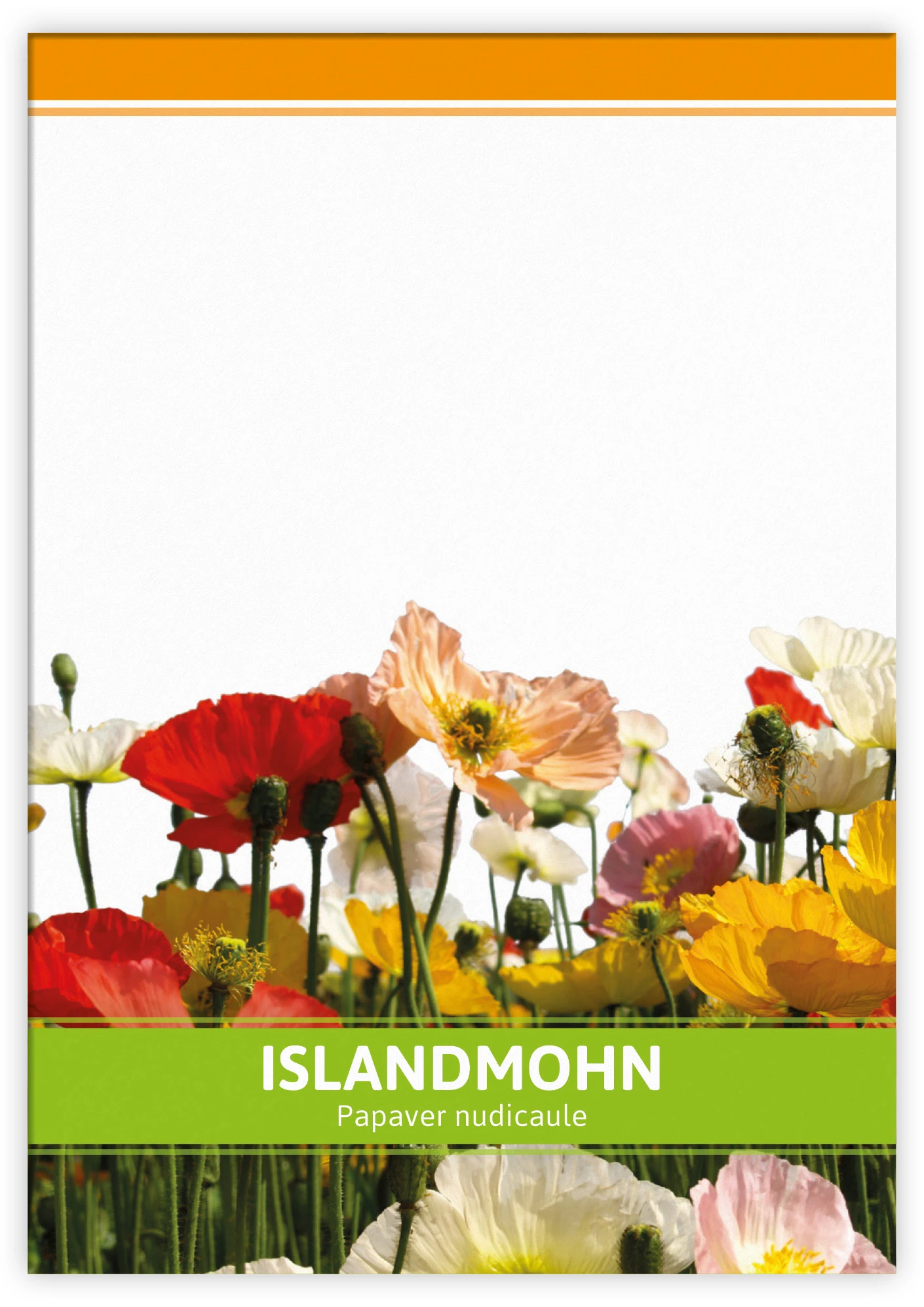 Island Mohn Für Werbezwecke (100 Tütchen) | Islandmohnsamen Von FLORTUS 4 Island Mohn Für Werbezwecke (100 Tütchen) | Islandmohnsamen Von FLORTUS – Bild 2