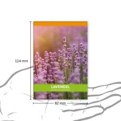 Lavendel Für Werbezwecke (100 Tütchen) | Lavendelsamen Von FLORTUS -Compo Verkäufe 546542 Lavendel fuer Werbezwecke 100 Tuetchen 3