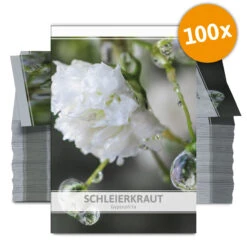 Schleierkraut Für Werbezwecke (100 Tütchen) | Schleierkrautsamen Von FLORTUS