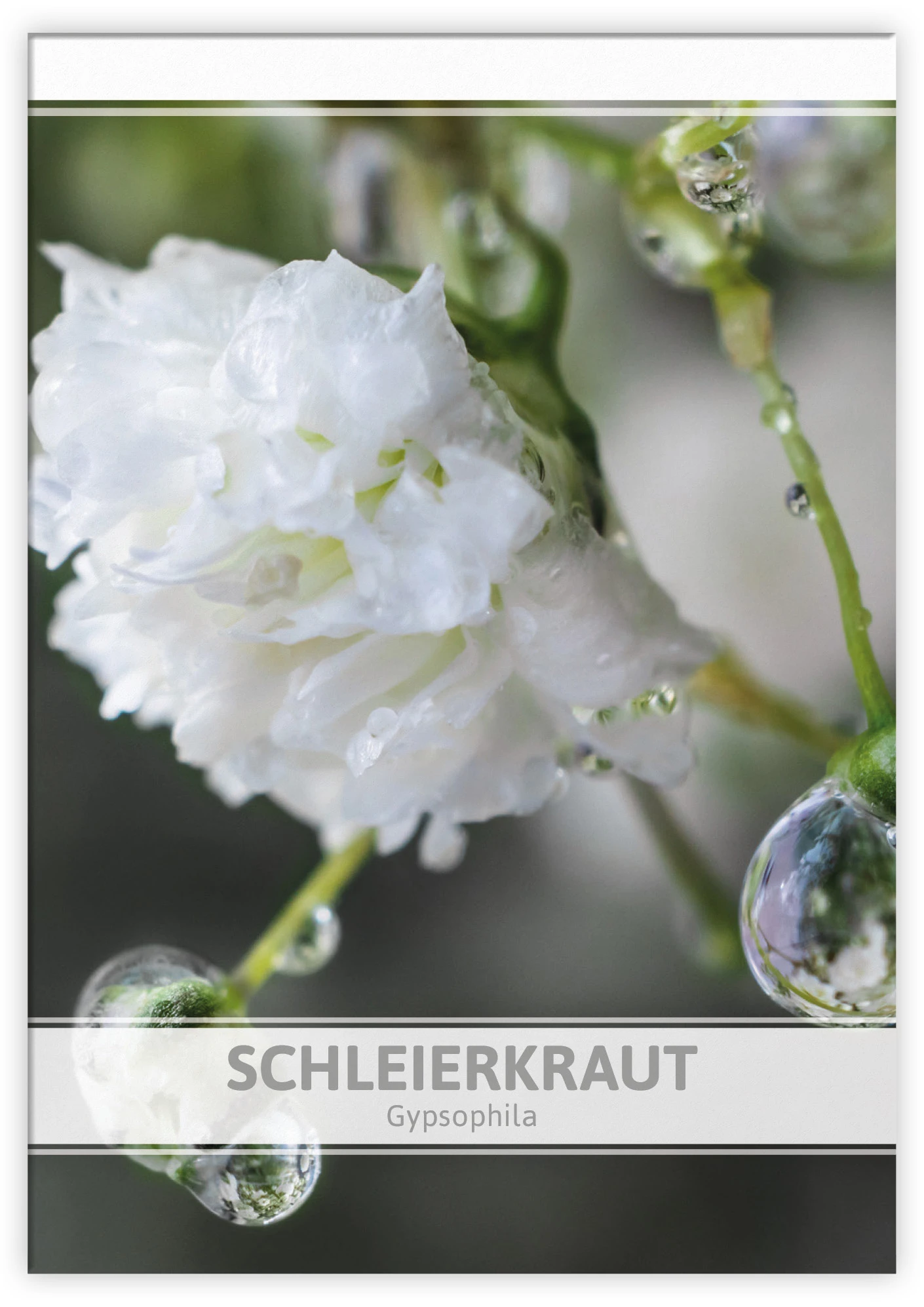 Schleierkraut Für Werbezwecke (100 Tütchen) | Schleierkrautsamen Von FLORTUS 5 Schleierkraut Für Werbezwecke (100 Tütchen) | Schleierkrautsamen Von FLORTUS – Bild 3