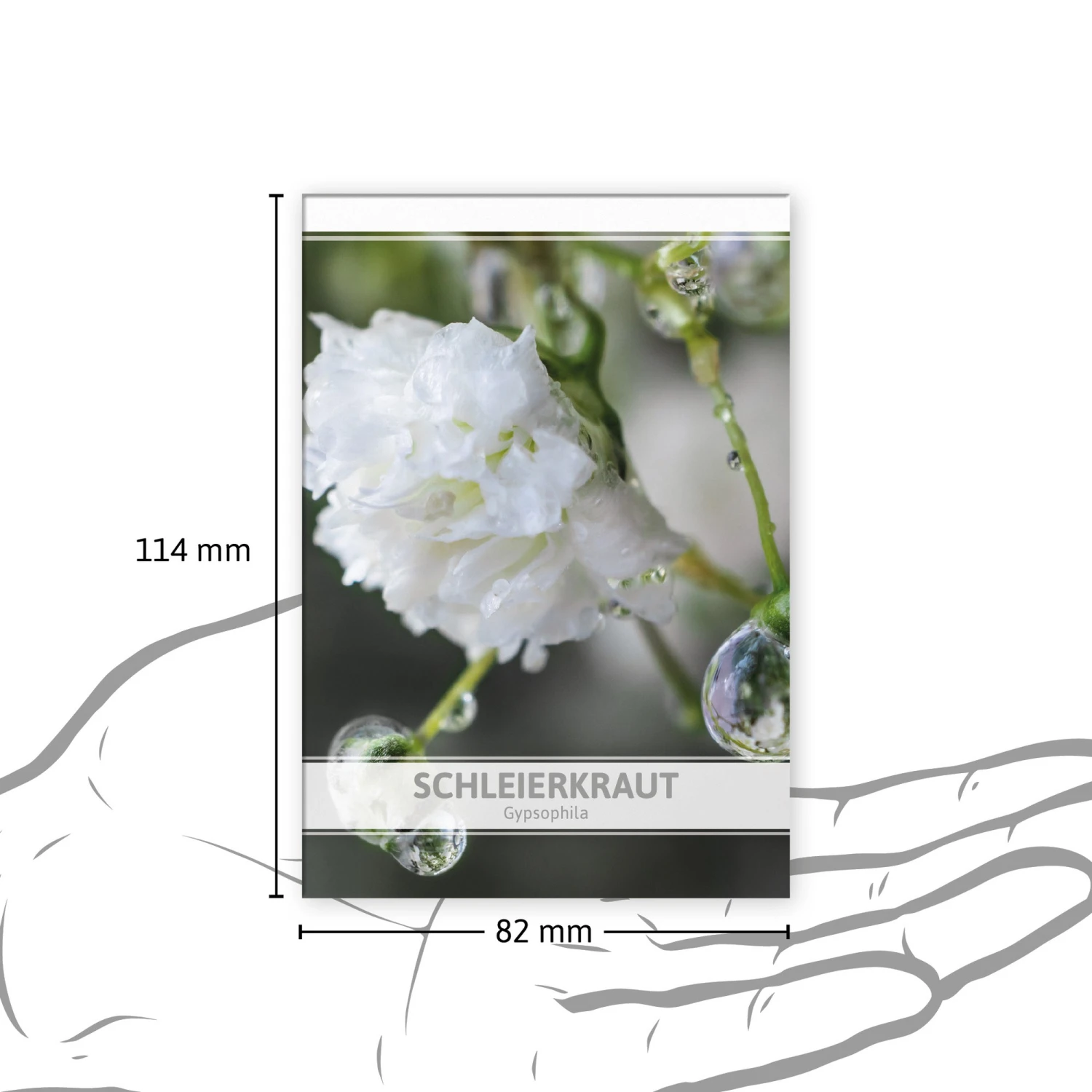 Schleierkraut Für Werbezwecke (100 Tütchen) | Schleierkrautsamen Von FLORTUS 4 Schleierkraut Für Werbezwecke (100 Tütchen) | Schleierkrautsamen Von FLORTUS – Bild 2