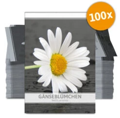 Gänseblümchen Für Werbezwecke (100 Tütchen) | Gänseblümchensamen Von FLORTUS