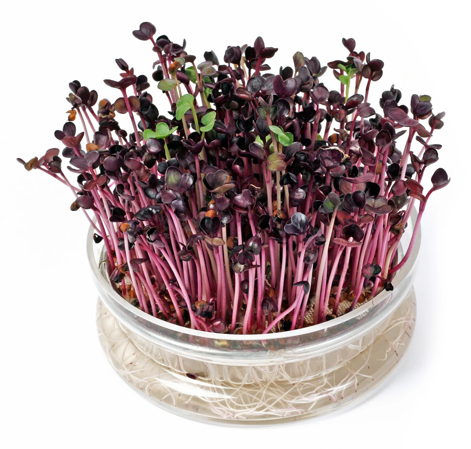 Keimschale | Anzuchtschalen Von FLORTUS 5 Keimschale | Anzuchtschalen Von FLORTUS – Bild 3