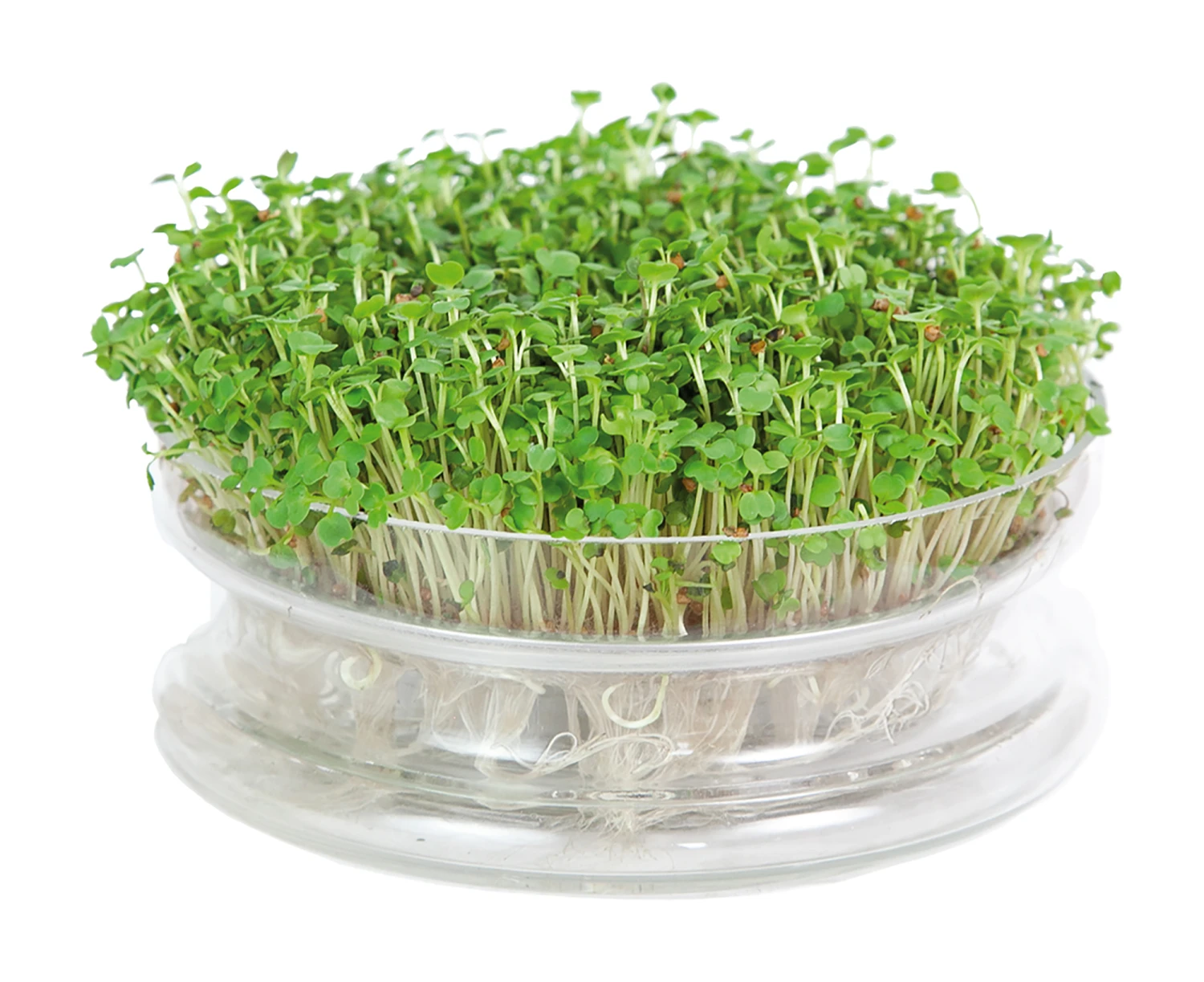 Keimschale | Anzuchtschalen Von FLORTUS 7 Keimschale | Anzuchtschalen Von FLORTUS – Bild 5