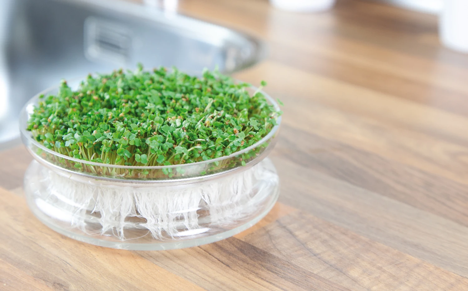 Keimschale | Anzuchtschalen Von FLORTUS 4 Keimschale | Anzuchtschalen Von FLORTUS – Bild 2