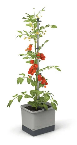 Tom Tomato Tomatentopf Hellgrau | Tomatentöpfe Von Gusta Garden -Compo Verkäufe 547957 Tom Tomato Hellgrau