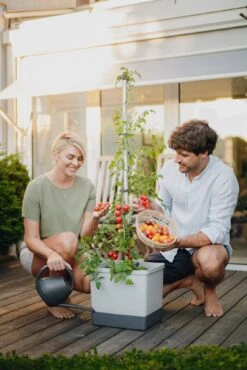 Tom Tomato Tomatentopf Hellgrau | Tomatentöpfe Von Gusta Garden -Compo Verkäufe 547957 Tom Tomato Hellgrau 6