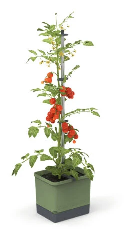 Tom Tomato Tomatentopf Dunkelgrün | Tomatentöpfe Von Gusta Garden -Compo Verkäufe 547958 Tom Tomato Dunkelgruen