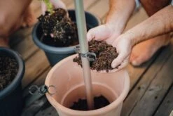 Tomato Buddy Tomatenrankhilfe | Rankhilfen Von Gusta Garden -Compo Verkäufe 547960 Tomato Buddy 5