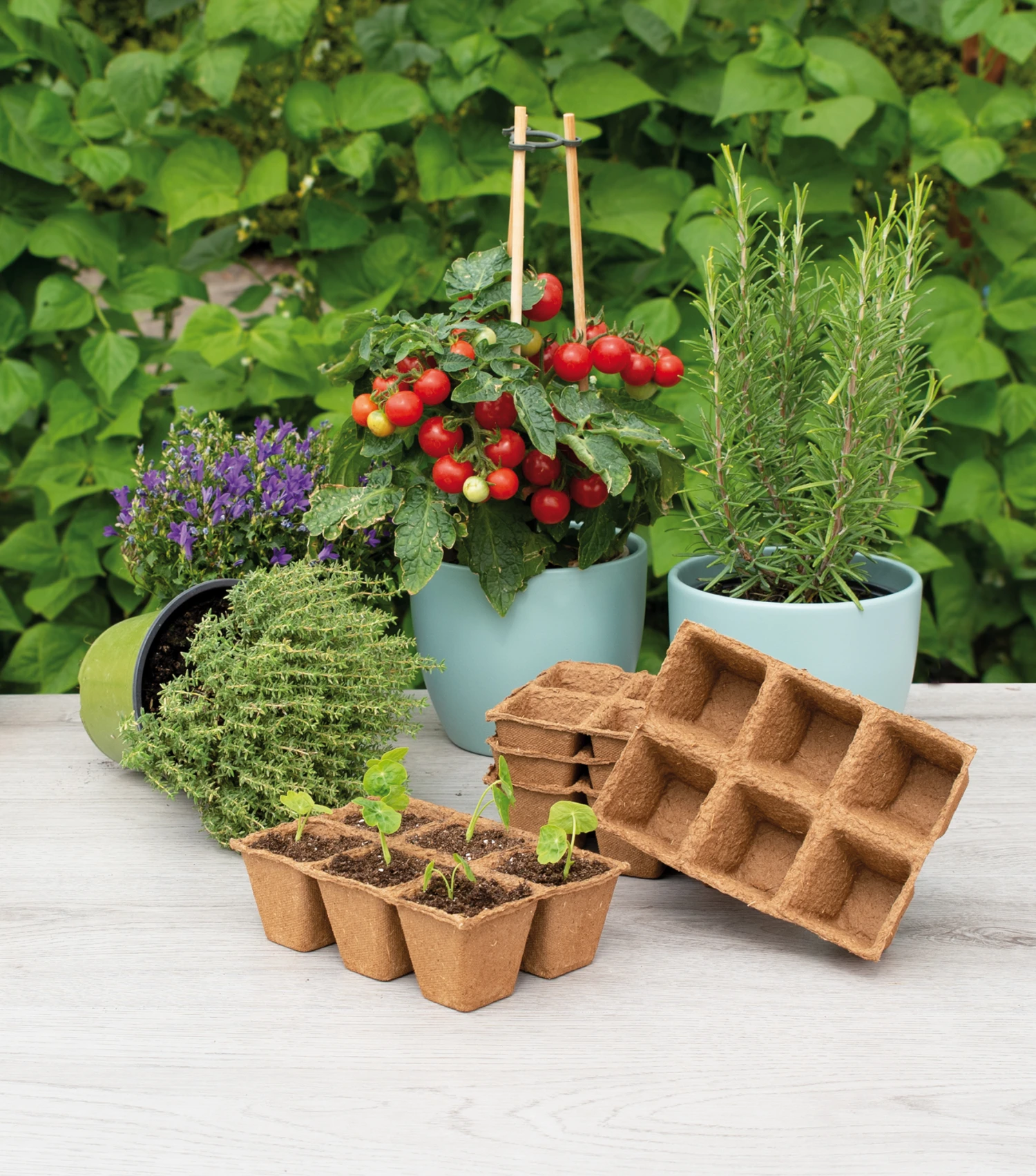 6 X 6 Cm Anzuchttopf Strips (32 Stück) | Anzuchttöpfe Von Sogo 4 6 X 6 Cm Anzuchttopf Strips (32 Stück) | Anzuchttöpfe Von Sogo – Bild 2