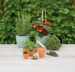 5 X 5,7 Cm Terracotta Töpfe (9 Stück) | Anzuchttöpfe Von Sogo -Compo Verkäufe 548518 5 x 5 7 cm Terracotta Toepfe 9 Stueck 887322 sg 3