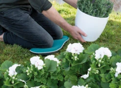 Kniekissen Blau | Gartengeräte Von Sogo 11 Kniekissen Blau | Gartengeräte Von Sogo -Compo Verkäufe 548561 Kniekissen blau 887510 sg 4