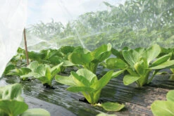 Insektennetz | Gartenzubehör Von Sogo -Compo Verkäufe 548563 Insektennetz 887552 sg 4