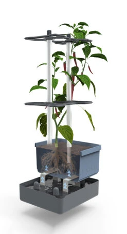 Charly Chili Chilitopf Blau | Chilitöpfe Von Gusta Garden -Compo Verkäufe 548626 Charly Chili Chilitopf blau 104710 gg 2