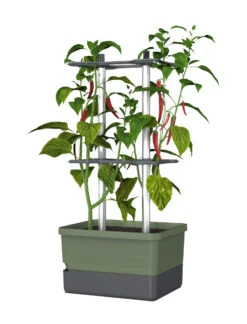 Charly Chili Chilitopf Dunkelgrün | Chilitöpfe Von Gusta Garden -Compo Verkäufe 548627 Charly Chili Chilitopf dunkelgruen 103710 gg 0
