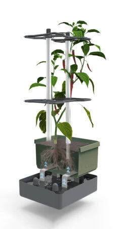 Charly Chili Chilitopf Dunkelgrün | Chilitöpfe Von Gusta Garden -Compo Verkäufe 548627 Charly Chili Chilitopf dunkelgruen 103710 gg 2