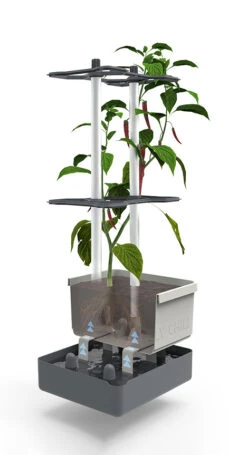 Charly Chili Chilitopf Hellgrau | Chilitöpfe Von Gusta Garden -Compo Verkäufe 548628 Charly Chili Chilitopf hellgrau 100710 gg 2