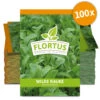 Wilde Rauke (100 Tütchen) | Wilde Raukesamen Von FLORTUS 2 Wilde Rauke (100 Tütchen) | Wilde Raukesamen Von FLORTUS -Compo Verkäufe 549270 Wilde Rauke 100 Tuetchen 2000 0450 100x 0