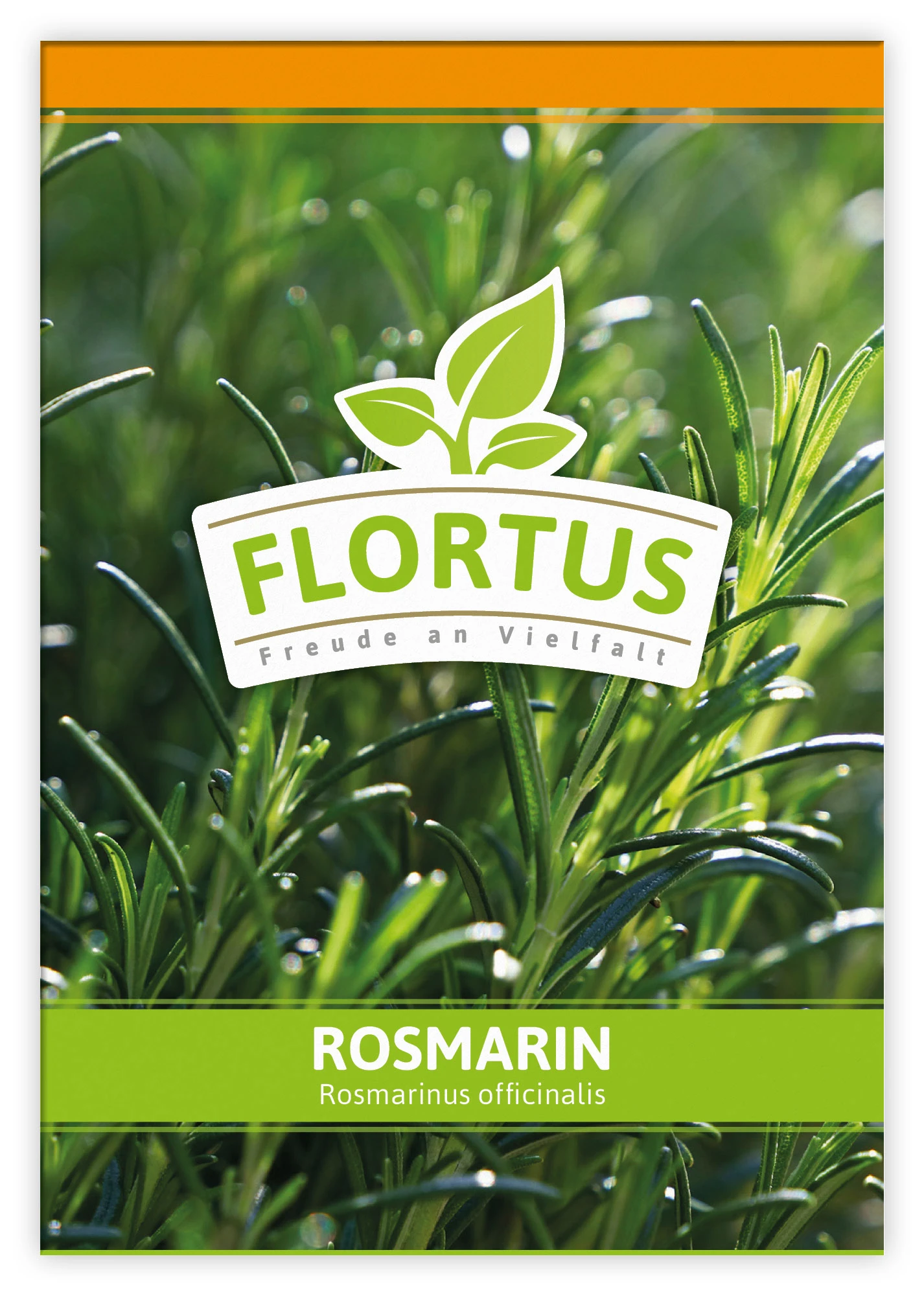 Rosmarin (100 Tütchen) | Rosmarinsamen Von FLORTUS 3 Rosmarin (100 Tütchen) | Rosmarinsamen Von FLORTUS
