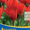 Wildtulpe Praestans Fusilier (10 Stück) | Tulpenzwiebeln Von Kiepenkerl -Compo Verkäufe 549365 Wildtulpe praestans Fusilier 10 Stueck 505247 0