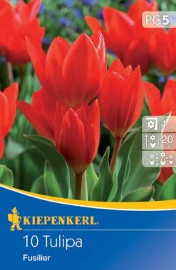 Compo Verkäufe 24 Wildtulpe Praestans Fusilier (10 Stück) | Tulpenzwiebeln Von Kiepenkerl