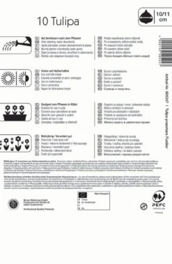 Compo Verkäufe -Compo Verkäufe 549365 Wildtulpe praestans Fusilier 10 Stueck 505247 1