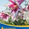 Lilien-Hybride Friso (2 Stück) | Lilienzwiebeln Von Kiepenkerl -Compo Verkäufe 549388 Lilien Hybride Friso 2 Stueck 507234 0