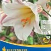 Trompetenlilie Lilium Regale (2 Stück) | Lilienzwiebeln Von Kiepenkerl -Compo Verkäufe 549389 Trompetenlilie Lilium regale 2 Stueck 507746 0