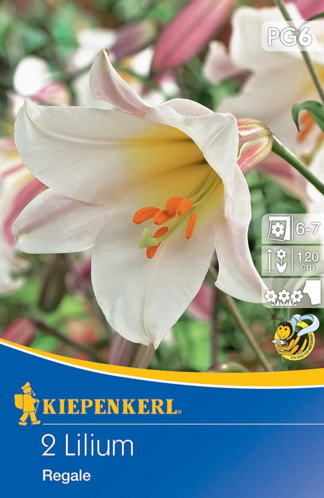 Trompetenlilie Lilium Regale (2 Stück) | Lilienzwiebeln Von Kiepenkerl 3 Trompetenlilie Lilium Regale (2 Stück) | Lilienzwiebeln Von Kiepenkerl