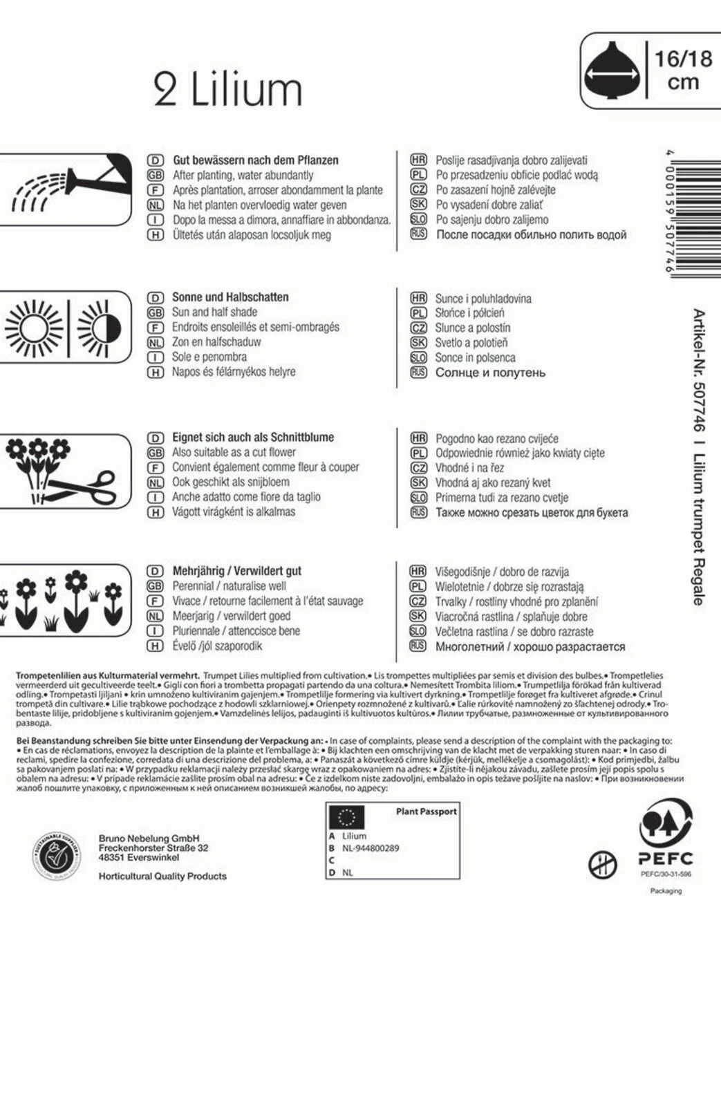Trompetenlilie Lilium Regale (2 Stück) | Lilienzwiebeln Von Kiepenkerl 4 Trompetenlilie Lilium Regale (2 Stück) | Lilienzwiebeln Von Kiepenkerl – Bild 2