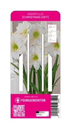 Ritterstern Christmas (1 Stück) | Amaryllis Von Young Generation