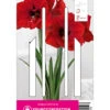 Ritterstern Red Lion (1 Stück) | Amaryllis Von Young Generation -Compo Verkäufe 549403 Ritterstern Red Lion 1 Stueck 593558 0