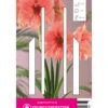 Ritterstern Rilona (1 Stück) | Amaryllis Von Young Generation -Compo Verkäufe 549404 Ritterstern Rilona 1 Stueck 593565 0