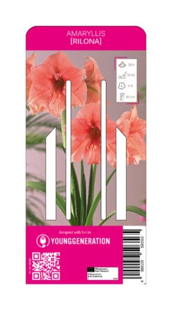 Ritterstern Rilona (1 Stück) | Amaryllis Von Young Generation