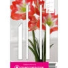 Ritterstern Minerva (1 Stück) | Amaryllis Von Young Generation -Compo Verkäufe 549405 Ritterstern Minerva 1 Stueck 593572 0