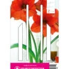 Ritterstern Orange Souvereign (1 Stück) | Amaryllis Von Young Generation -Compo Verkäufe 549406 Ritterstern Orange Souvereign 1 Stueck 593589 0