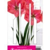 Ritterstern Vera (1 Stück) | Amaryllis Von Young Generation -Compo Verkäufe 549407 Ritterstern Vera 1 Stueck 593596 0