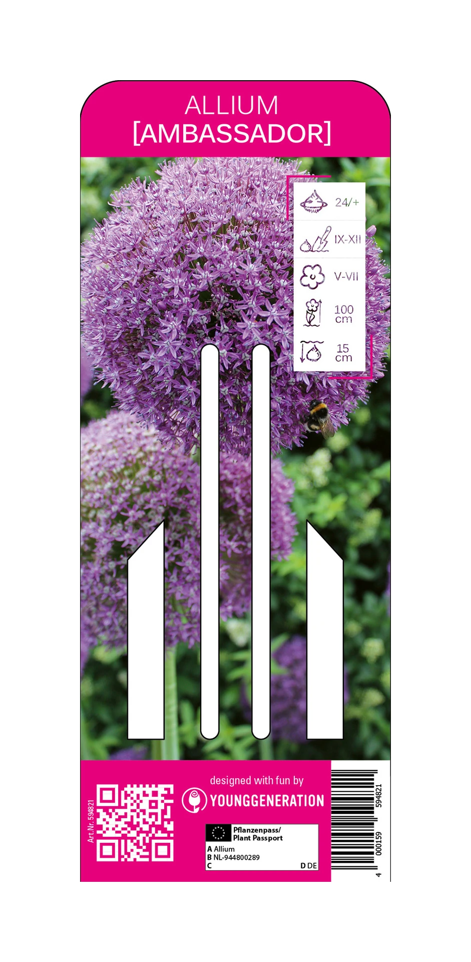 Zierlauch Ambassador (1 Stück) | Zierlauch Von Young Generation 3 Zierlauch Ambassador (1 Stück) | Zierlauch Von Young Generation