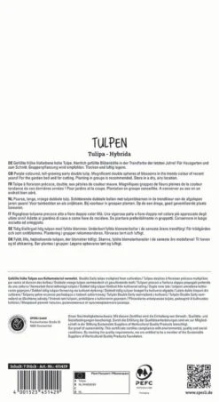 Tulpe Margarita (7 Stück) | Tulpenzwiebeln Von Sperli