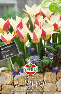 Compo Verkäufe 15 Tulpe Ancilla (7 Stück) | Kaufmanniana-Tulpen Von Sperli