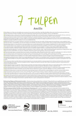 Compo Verkäufe -Compo Verkäufe 549447 Tulpe Ancilla 7 Stueck 454543 1