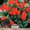 Wildtulpe Fuselier (7 Stück) | Wildtulpe Von Sperli -Compo Verkäufe 549453 Wildtulpe Fuselier 7 Stueck 455922 0